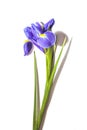 Iris purple flower on white background