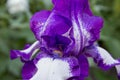 Iris in purple and white,Beautiful flower closeup German bearded iris Royalty Free Stock Photo