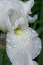 Iris rain Royalty Free Stock Photo