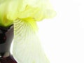 Iris with red vase abstract Royalty Free Stock Photo