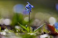 Iris reticulata announcing the spring in the Netherlands Royalty Free Stock Photo