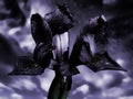 Iris reticulata flower head moody ghostly texture effect