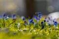 Iris reticulata announcing the spring in the Netherlands Royalty Free Stock Photo