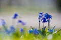 Iris reticulata announcing the spring in the Netherlands Royalty Free Stock Photo