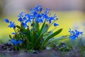 Iris reticulata announcing the spring in the Netherlands Royalty Free Stock Photo