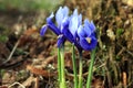 Iris reticulata harbinger of spring. Royalty Free Stock Photo