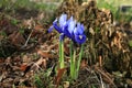 Iris reticulata harbinger of spring. Royalty Free Stock Photo