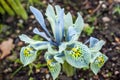 Iris reticulata `Katharine Hodgkin`
