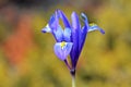 Iris reticulata, the netted iris or golden netted iris , flora Iran