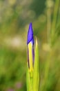 Iris reticulata , the netted iris or golden netted iris flower bud in wild Royalty Free Stock Photo