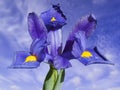 Iris reticulata