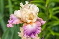 Iris Rose de Perse in garden Royalty Free Stock Photo