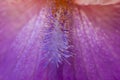 Iris`s beard closeup detail Royalty Free Stock Photo