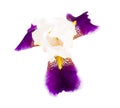 Iris's flower