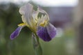 Iris sambucina colorful tall flowering springtime plant, elder scented iris white violet yellow flowers in bloom