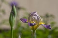 Iris sambucina colorful tall flowering springtime plant, elder scented iris white violet yellow flowers in bloom