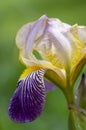 Iris sambucina colorful tall flowering springtime plant, elder scented iris white violet yellow flowers in bloom