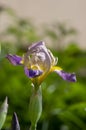 Iris sambucina colorful tall flowering springtime plant, elder scented iris white violet yellow flowers in bloom