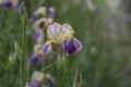 Iris sambucina colorful tall flowering springtime plant, elder scented iris white violet yellow flowers in bloom