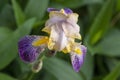 Iris sambucina colorful tall flowering springtime plant, elder scented iris white violet yellow flowers in bloom