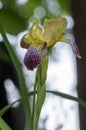 Iris sambucina colorful tall flowering springtime plant, elder scented iris white violet yellow flowers in bloom