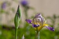 Iris sambucina colorful tall flowering springtime plant, elder scented iris white violet yellow flowers in bloom