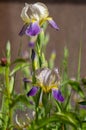 Iris sambucina colorful tall flowering springtime plant, elder scented iris white violet yellow flowers in bloom