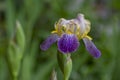 Iris sambucina colorful tall flowering springtime plant, elder scented iris white violet yellow flowers in bloom