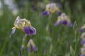 Iris sambucina colorful tall flowering springtime plant, elder scented iris white violet yellow flowers in bloom