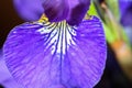 Iris sanguinea Royalty Free Stock Photo