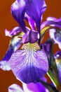 Iris sanguinea Royalty Free Stock Photo