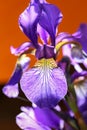 Iris sanguinea Royalty Free Stock Photo