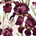 Seamless vector background with blooming dark red iris flowers. Royalty Free Stock Photo