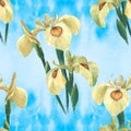 Iris. Seamless pattern. Decorative composition - flowers and buds of irises on the background of watercolor. Royalty Free Stock Photo