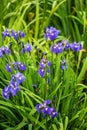 Iris siberica blue flowers Royalty Free Stock Photo