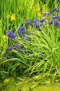 Iris siberica blue flowers next to a lake Royalty Free Stock Photo