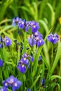 Iris siberica blue flowers next to a lake Royalty Free Stock Photo