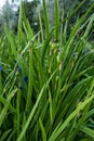 Iris siberica fruits Royalty Free Stock Photo