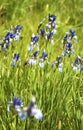 Iris sibirica Royalty Free Stock Photo