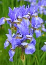 Iris sibirica Royalty Free Stock Photo