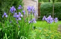 Iris sibirica flowerbed in the garden with blue irises and lush green bushes and hedges Royalty Free Stock Photo