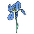 Iris single beautiful rustic flower vector illustration