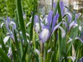 Iris sintenisii Janka with thin stems flowering with violet-blue flowers and long leaves