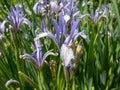 Iris sintenisii Janka with thin stems flowering with violet-blue flowers and long grass-like leaves