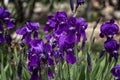 iris in the spring in the desert garden. Natural beauty. Man-made beauty. Judean Desert.