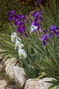 iris in the spring in the desert garden. Natural beauty. Man-made beauty. Judean Desert.