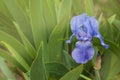 Iris Spring Flower. Blue Purple Iris. Petals of a Flower of Iris. Flower in dew Drops. Royalty Free Stock Photo