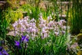 Iris Spring Flower. Blue Purple Iris. Petals of a Flower of Iris