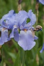 Iris Spring Flower. Blue Purple Iris. Petals of a Flower of Iris. Flower in dew Drops. Royalty Free Stock Photo