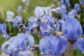 Iris Spring Flower. Blue Purple Iris. Petals of a Flower of Iris. Flower in dew Drops. Royalty Free Stock Photo